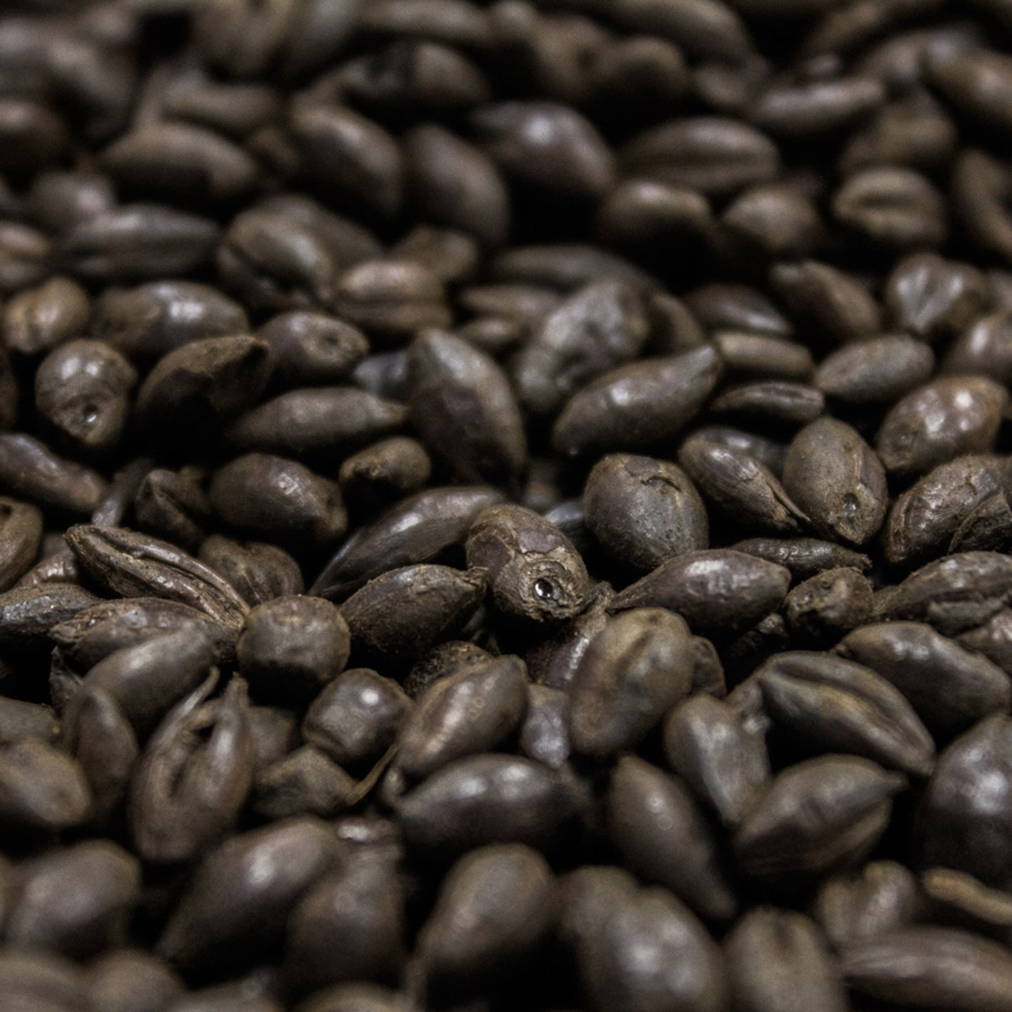 William Crisp Black Malt
