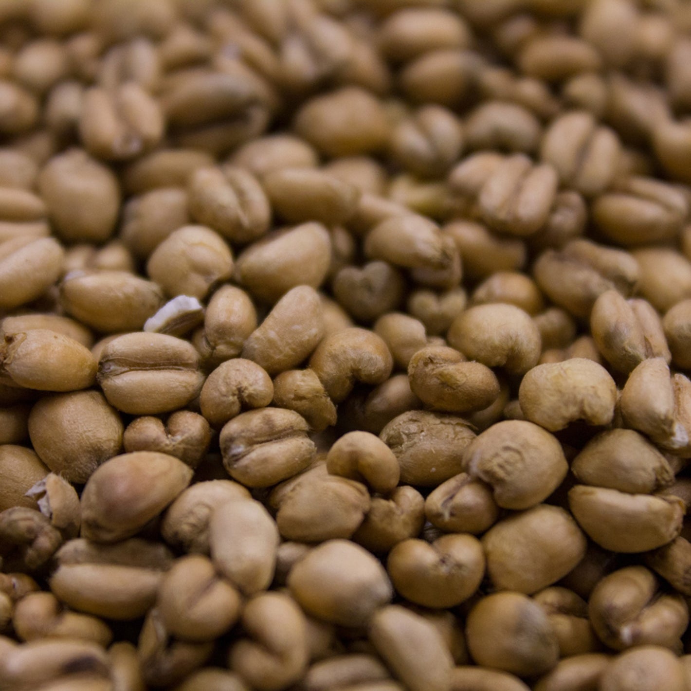 Crisp Torrified Wheat