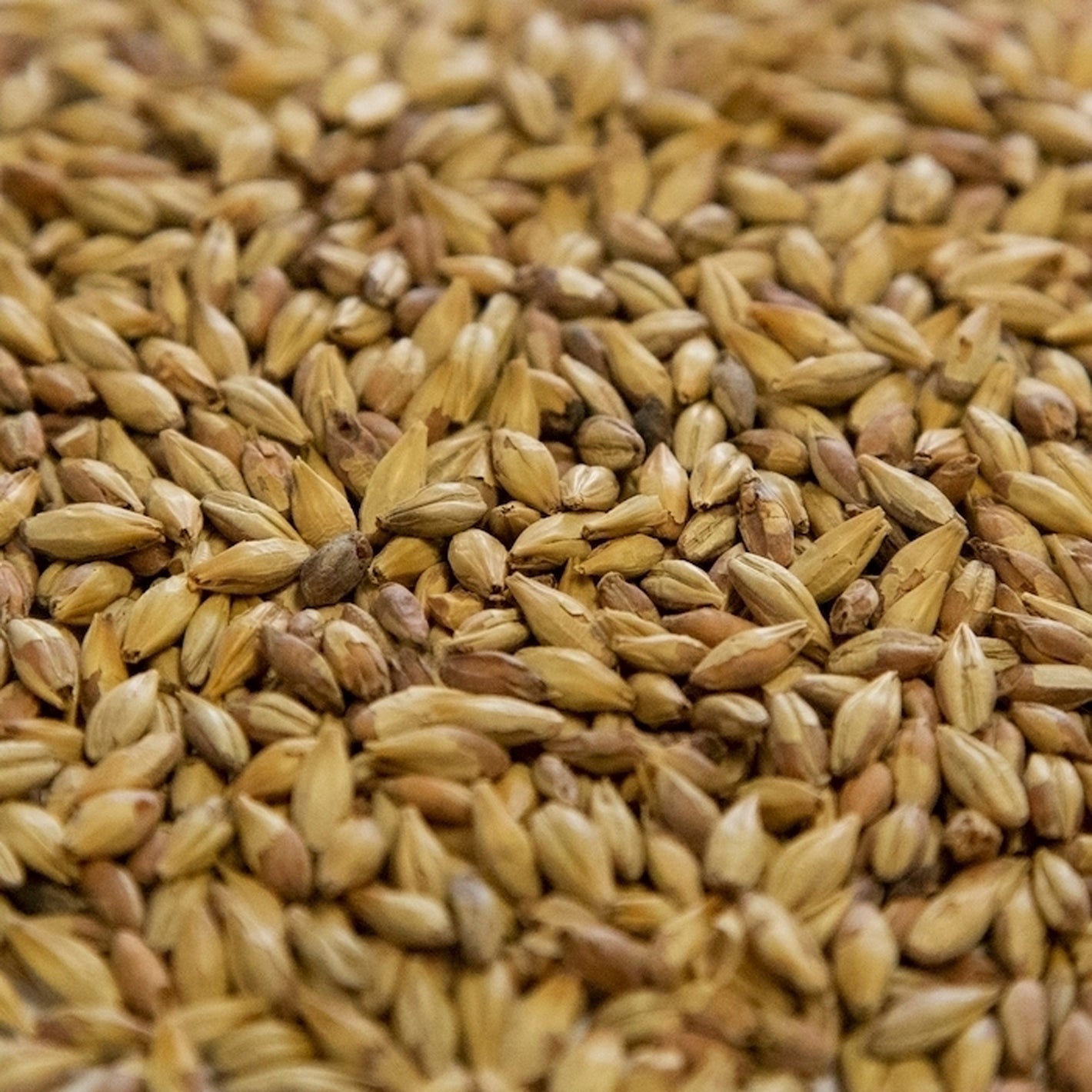 Biscuit Malt - Dingemans