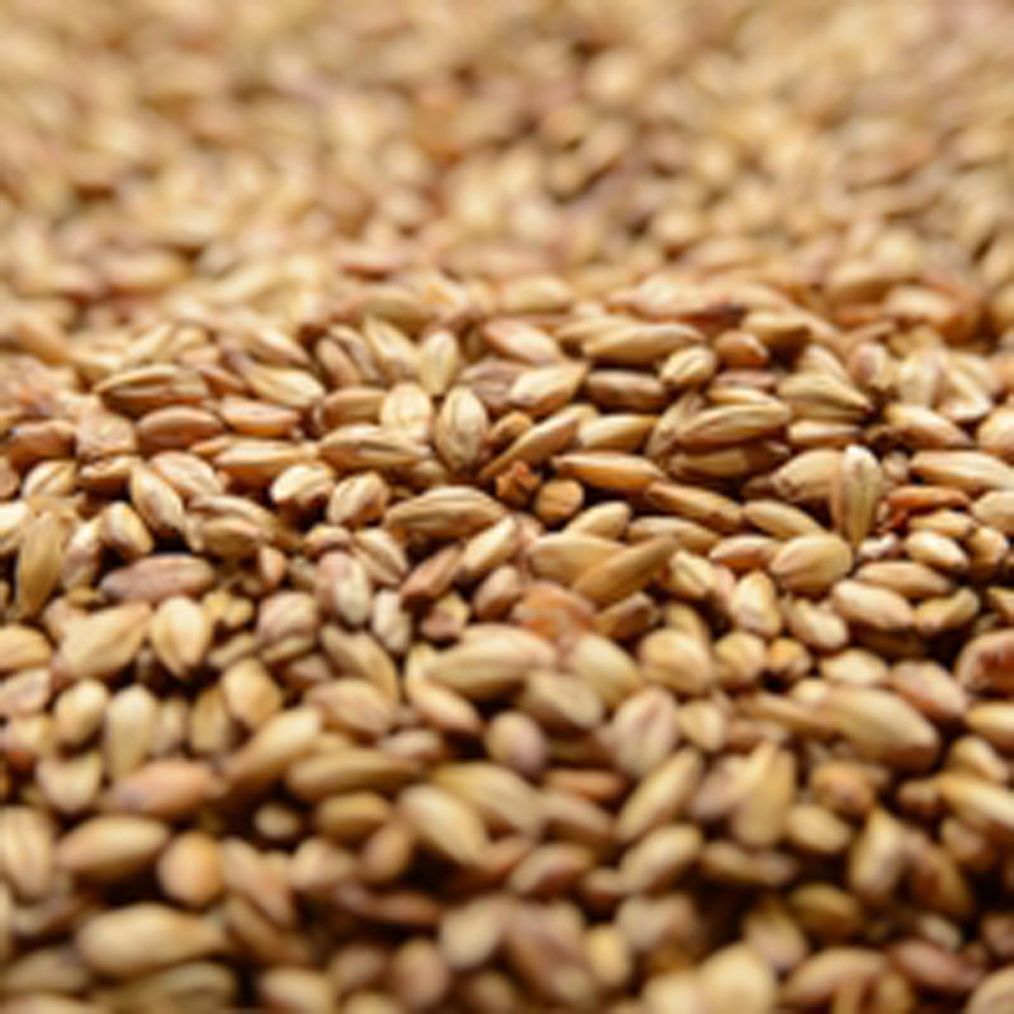 Briess Caramel 10L