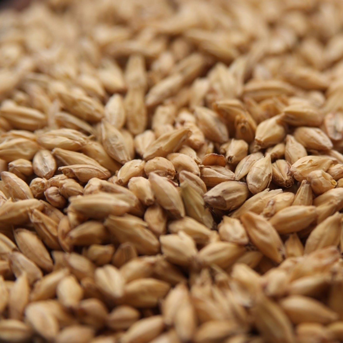 2-Row Xtra Pale Malt - Viking Malt