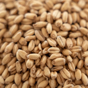 Extra Pale White Wheat Malt | Rahr Malting Co.®